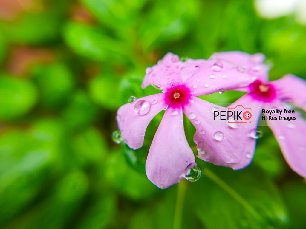 
									Macro of rain droplets on red periwinkle flower after rain shower