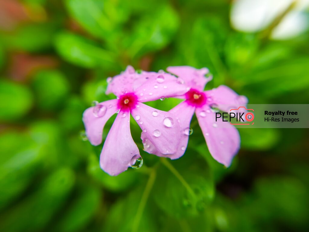 
									Macro of rain droplets on red periwinkle flower after rain shower