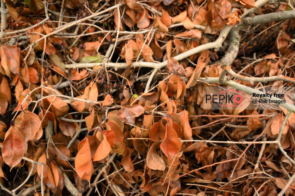 
									Dried leaves of a fallen tree in autumn season