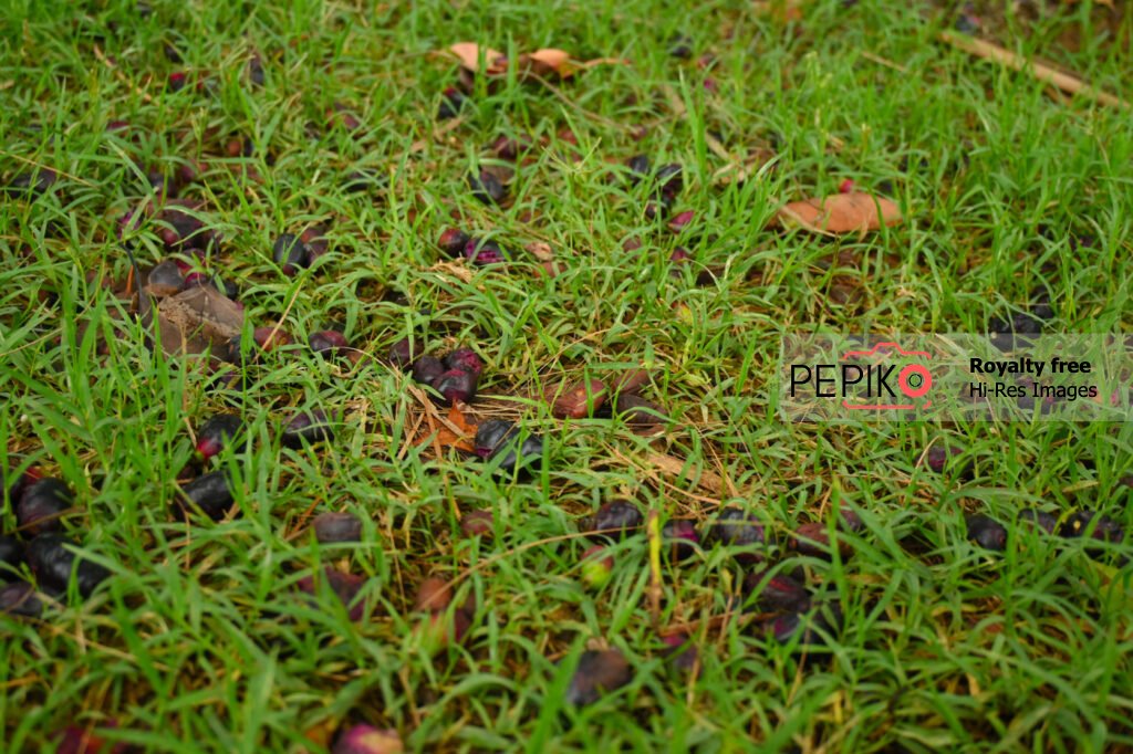 Grassland full of fallen black plums