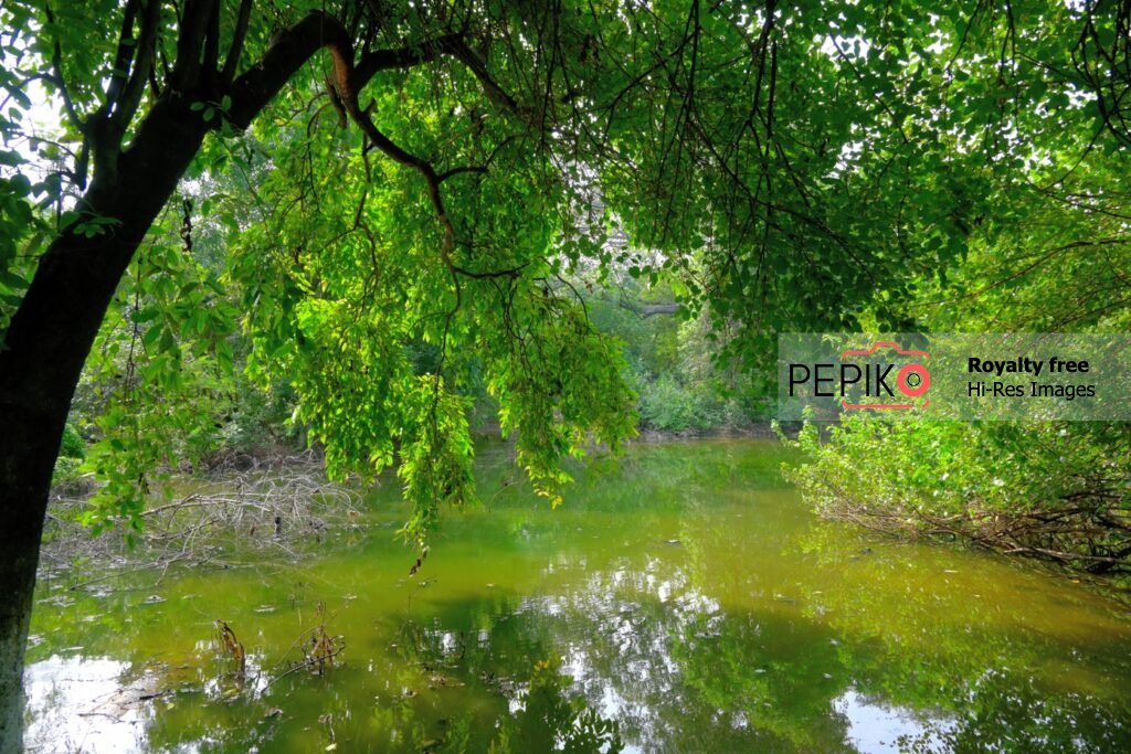 
									Beautiful view of small water pond in forest surrounded by trees.