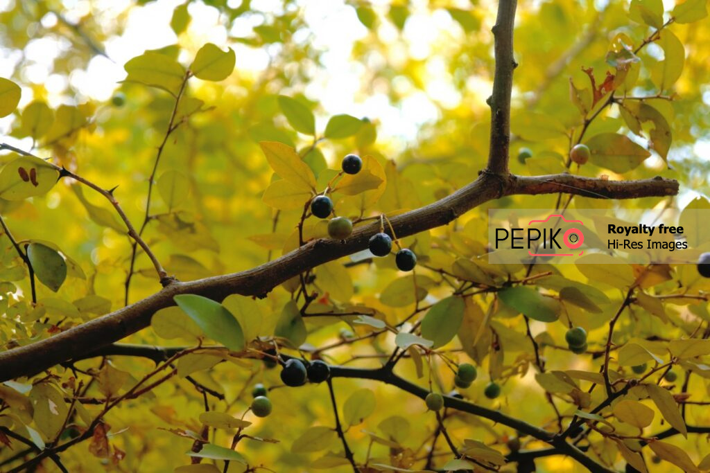 
									Wild berries growing on trees in forest