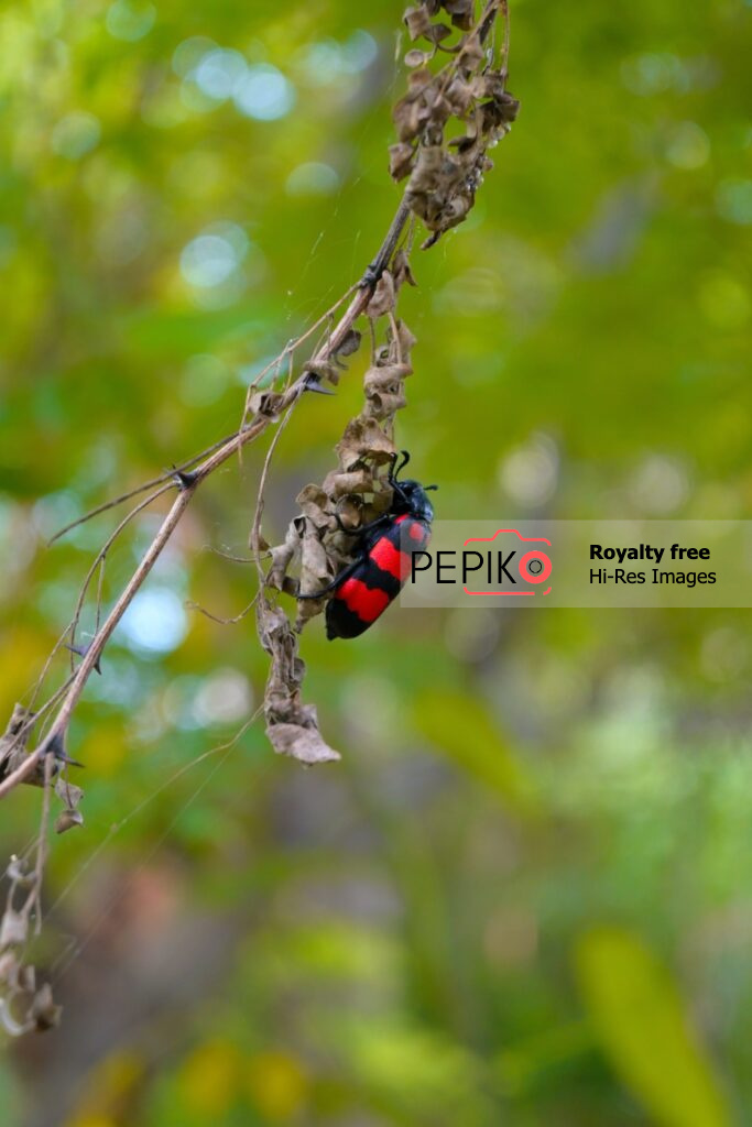 
									Beautiful and Vibrant rare beetle in woods