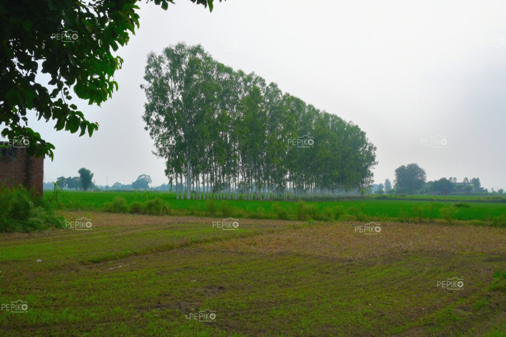 
									Green farmlands from Punjab India