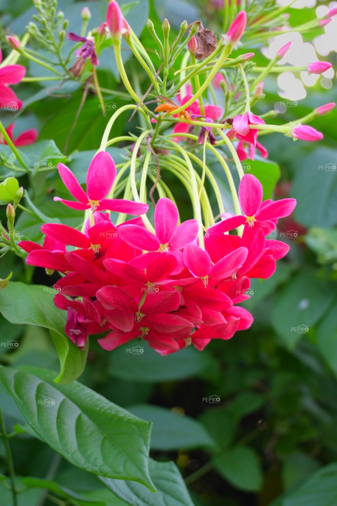 
									Vibrant red flowers with green leaves in backyard