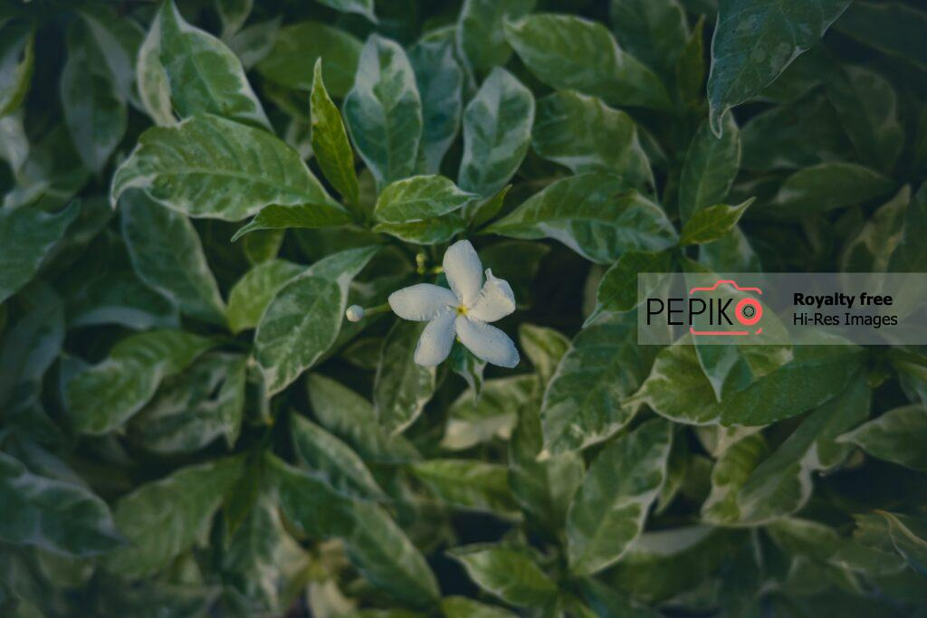 
									Glowing small white flower with green leaves.