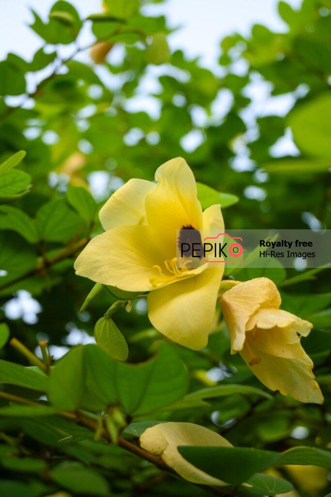 
									Yellow vibrant flower with green leaves. Vertical