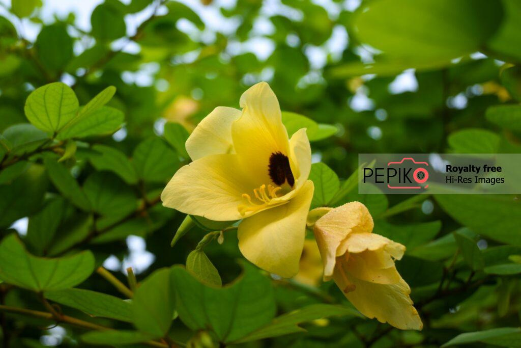 Yellow vibrant flower with green leaves. Horizontal