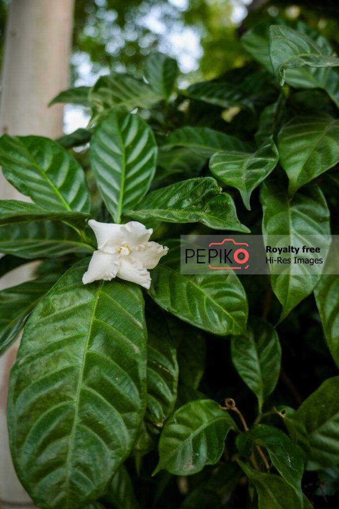 
									Glowing small white flower with green leaves.