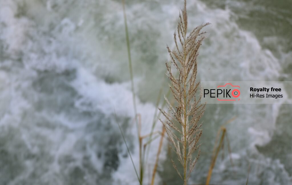 
									Beautiful Feather plant clicked with flowing water river in background