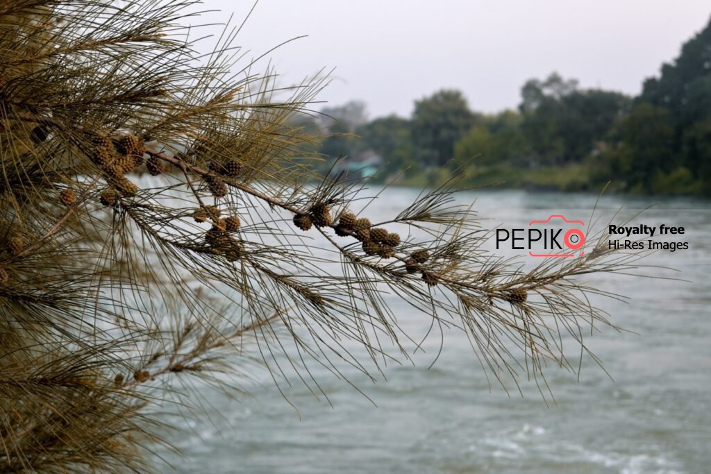 
									Beautiful brown Feather plant clicked with flowing water river in background