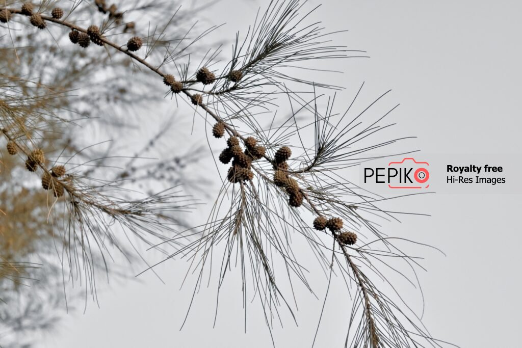 
									Beautiful brown colour Feather plant clicked with flowing water river in background