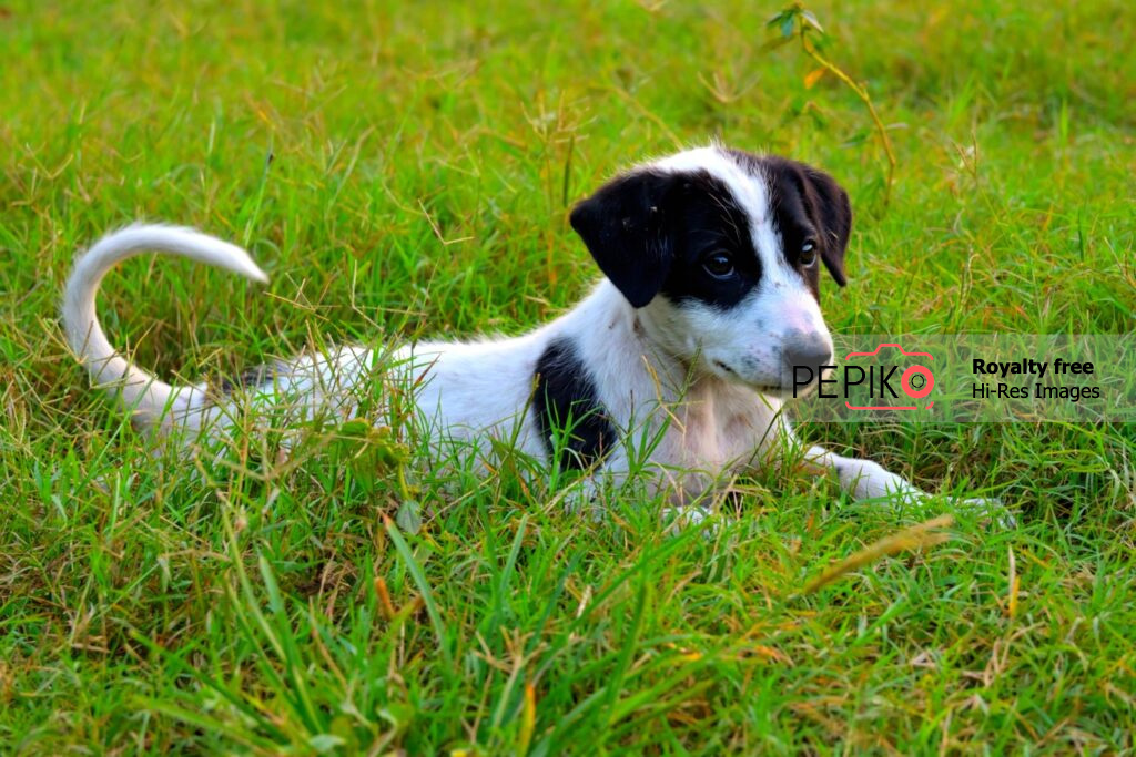 Puppy with Black and White hairs playing in grass