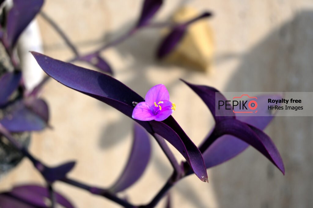 Close up of vibrant purple violet flower with purple violet leaves