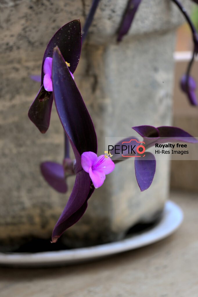 Marco shot of vibrant purple violet flower with purple violet leaves