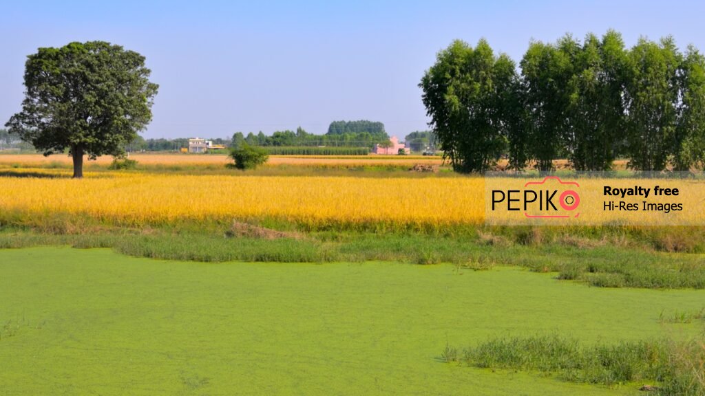 
									Vibrant landscape of  agriculture / farms in Punjab India