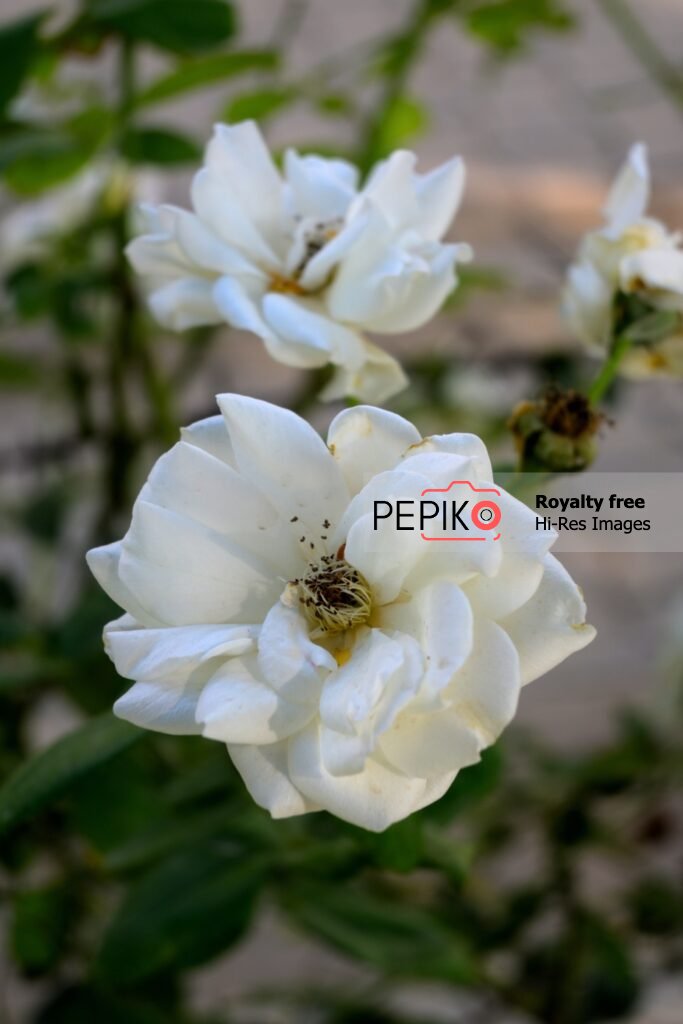 
									Macro shot of white rose flower in back yard garden