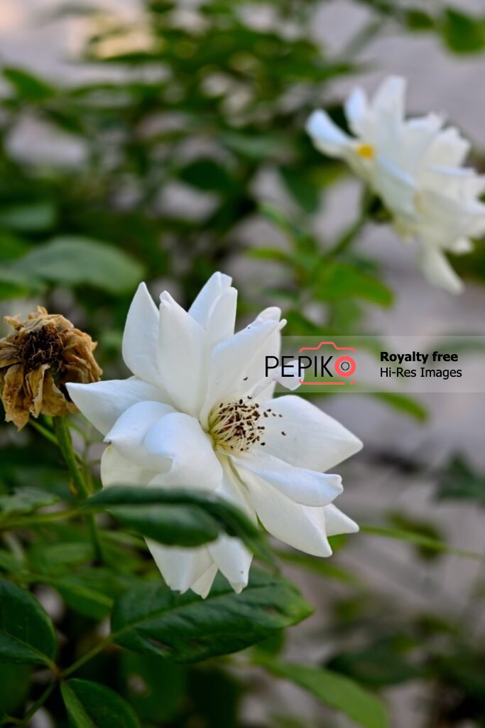 
									Macro shot of beautiful white rose flower in back yard garden