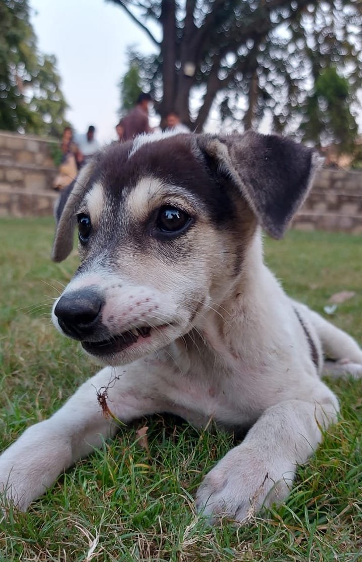 Puppy Giving pose