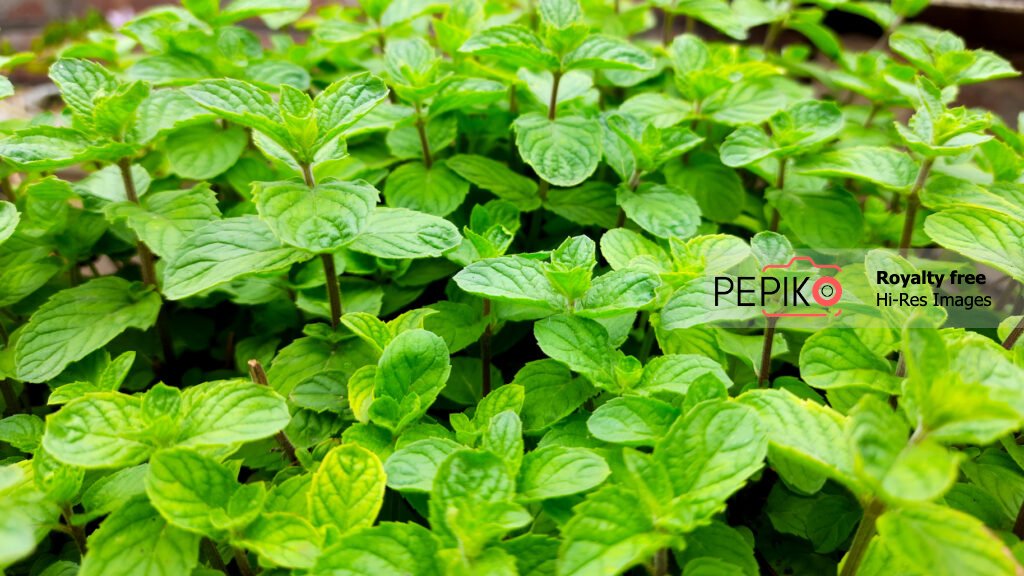 
									Close up of Mint leaves in small home garden