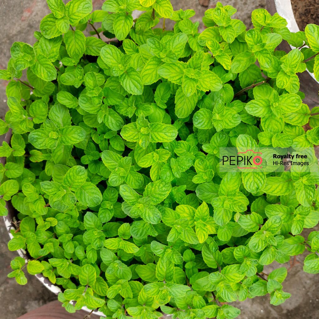 Another Close up of Mint leaves in small home garden