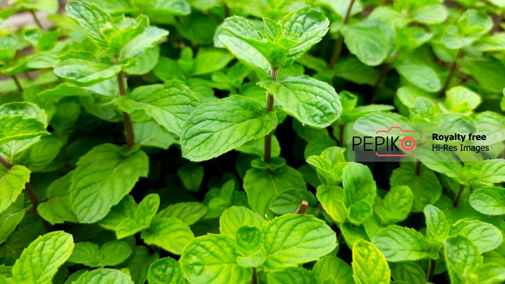 One more Close up of Mint leaves in small home garden