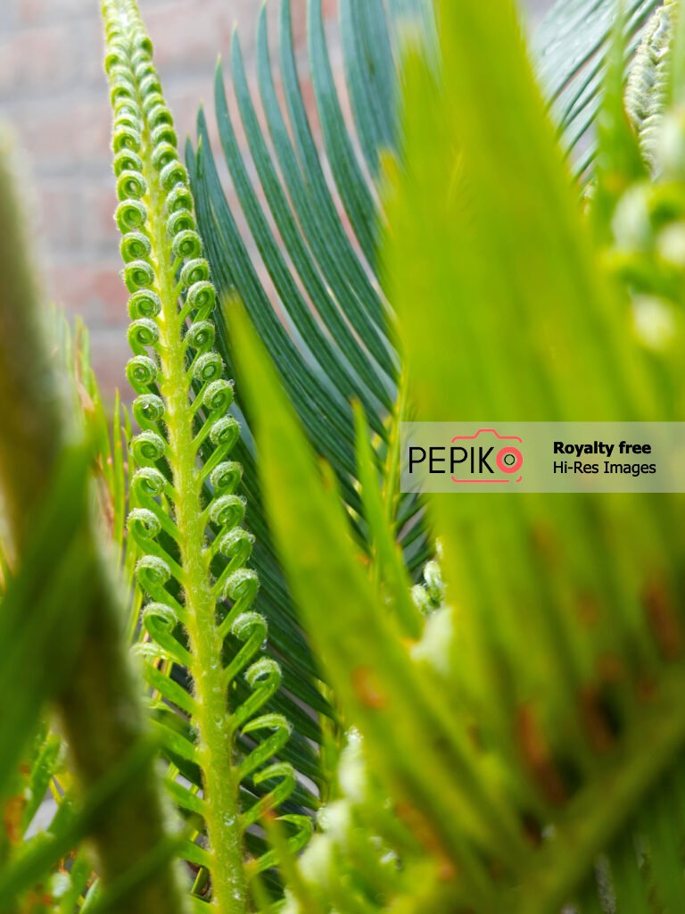 Close up shot of Palm tree leaves