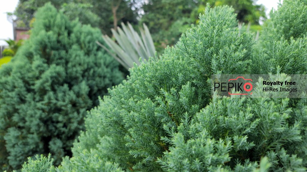 Dense green bushes in woods