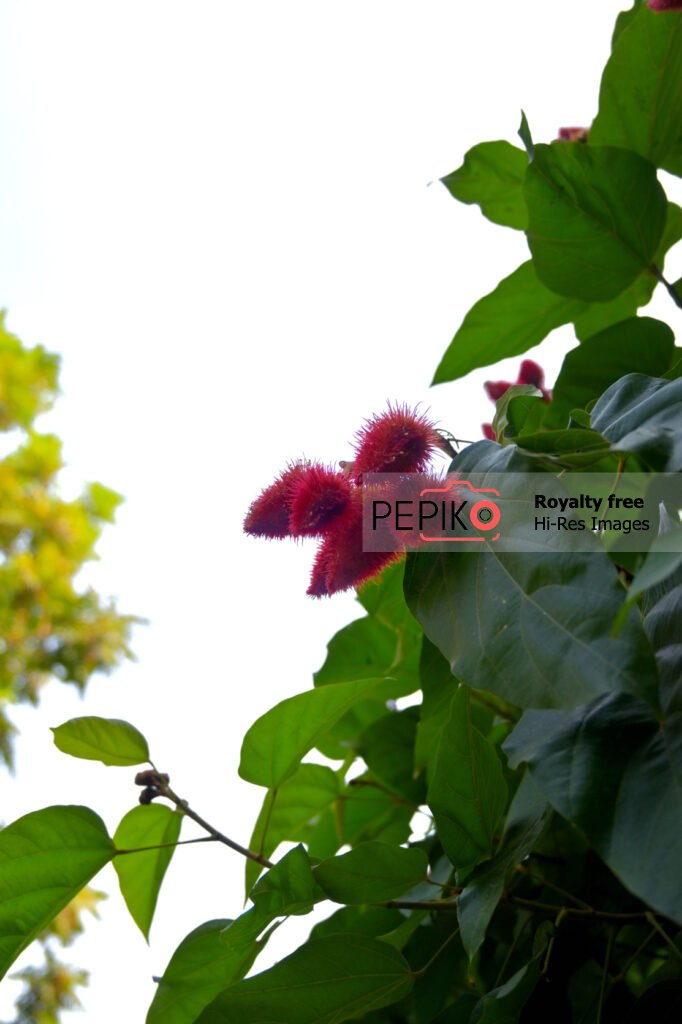 Rare and strange red flower in public park in India