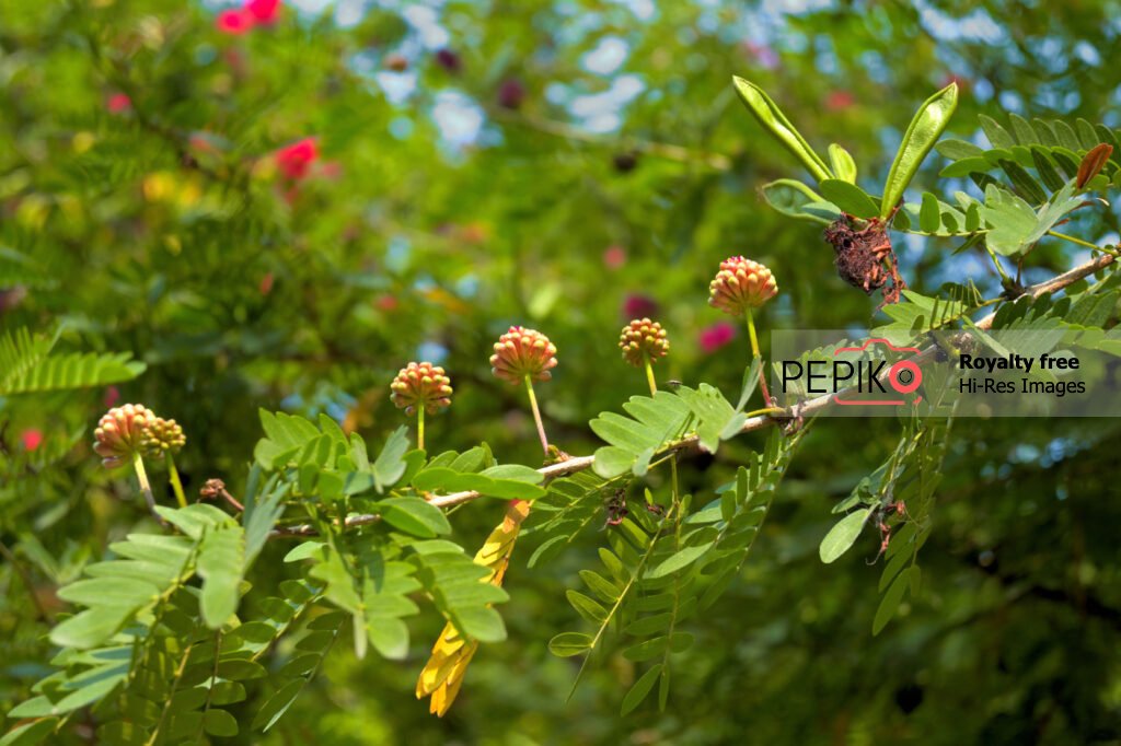 Beautiful symmetry of small flowers on single branch