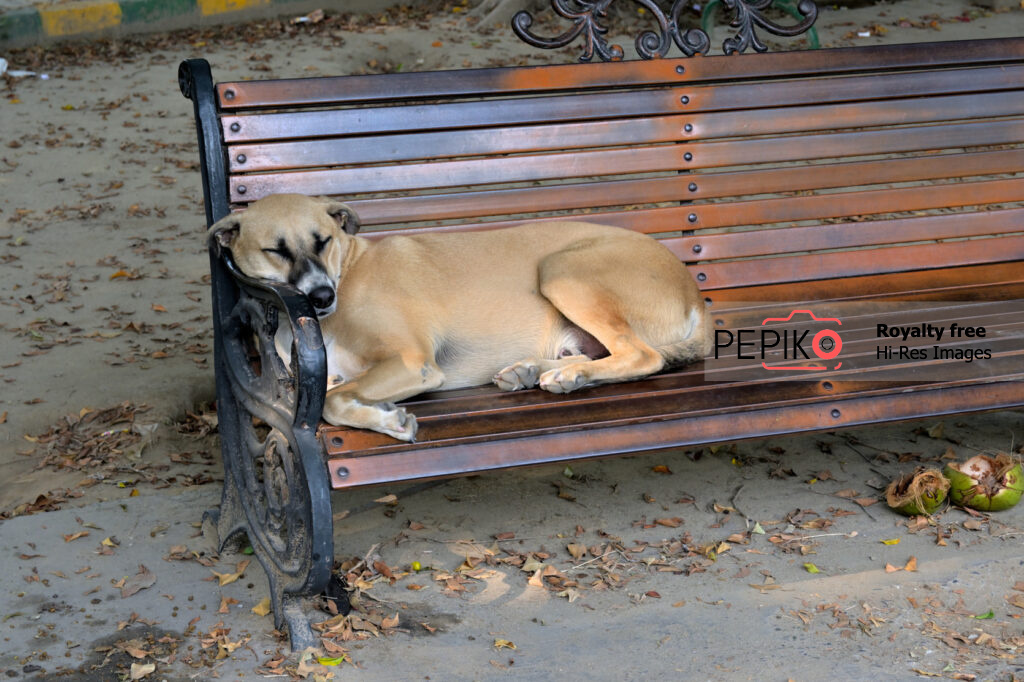 
									Funny picture of a dog sleeping on bench in public park