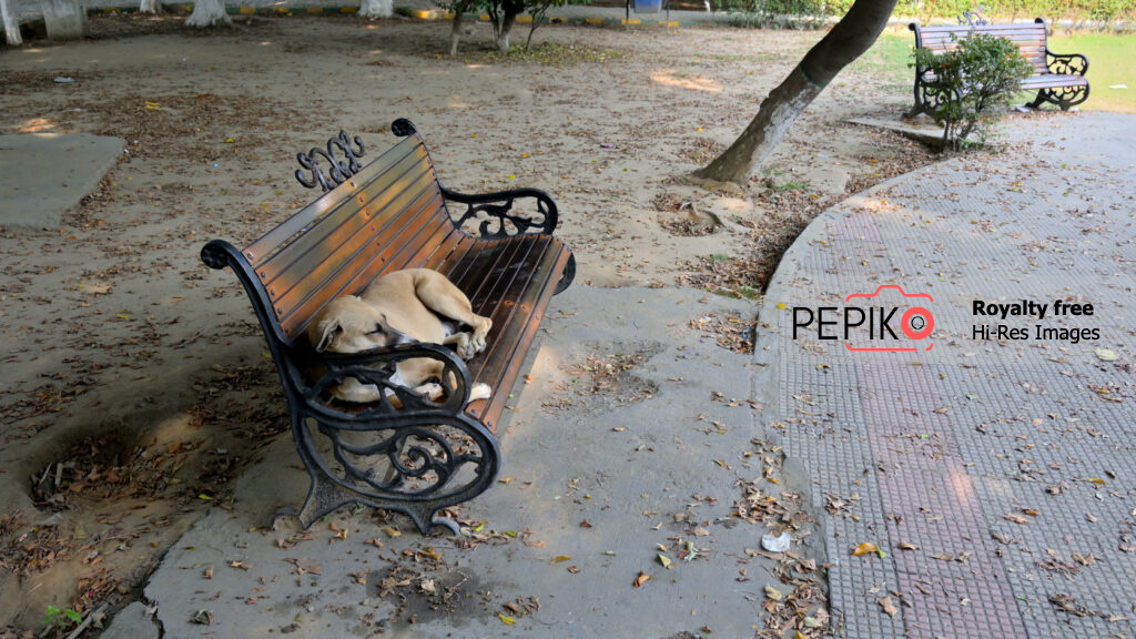 
									Amazing click of a dog sleeping on bench in public park