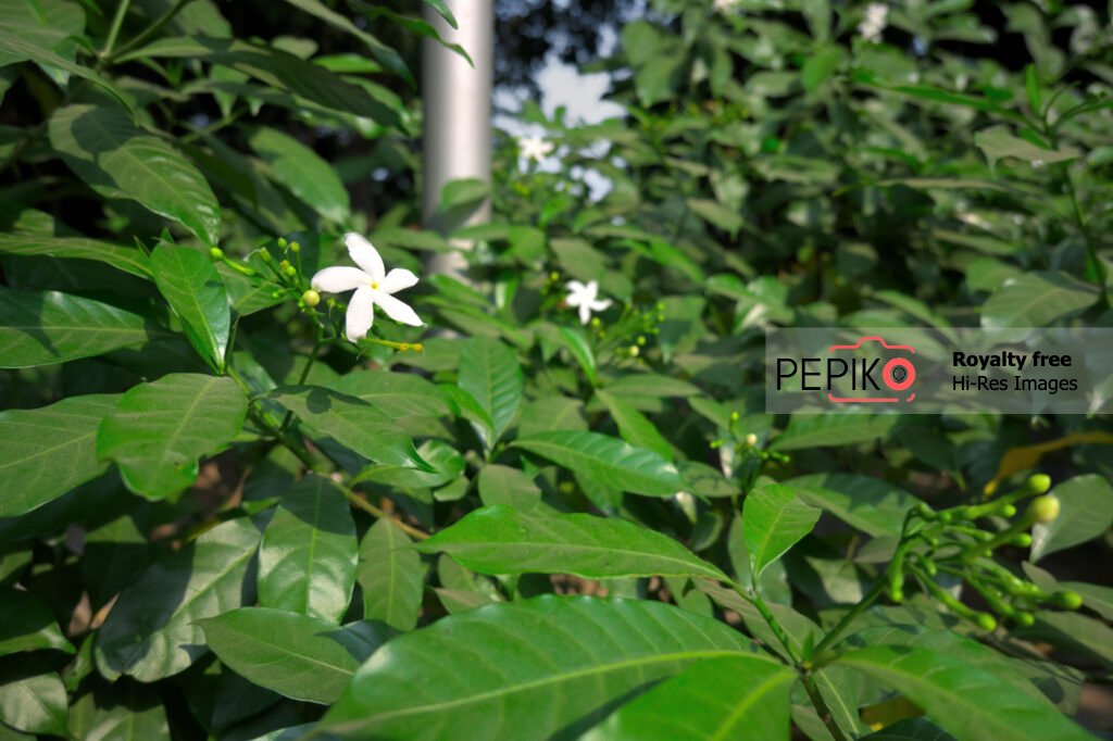 Close up of white flower with green leaves in public park