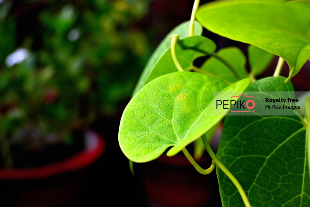 Macro picture of Vibrant green leave