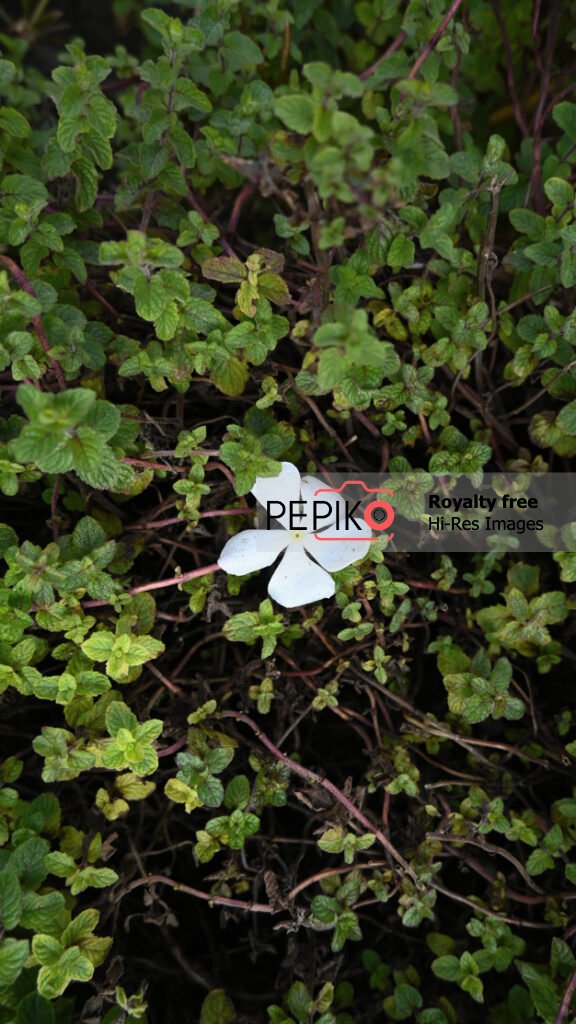 Close up of white periwinkle flower with water dew on it with green leaves in background