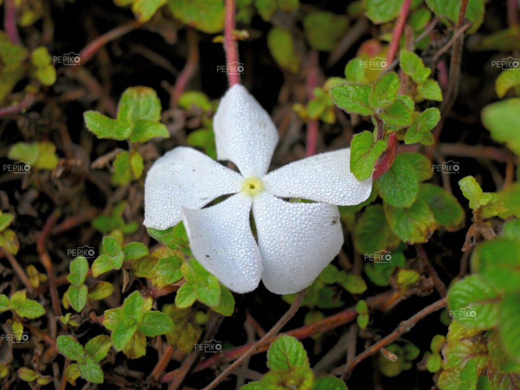 Another Close up of white periwinkle flower with water dew on it with green leaves in background