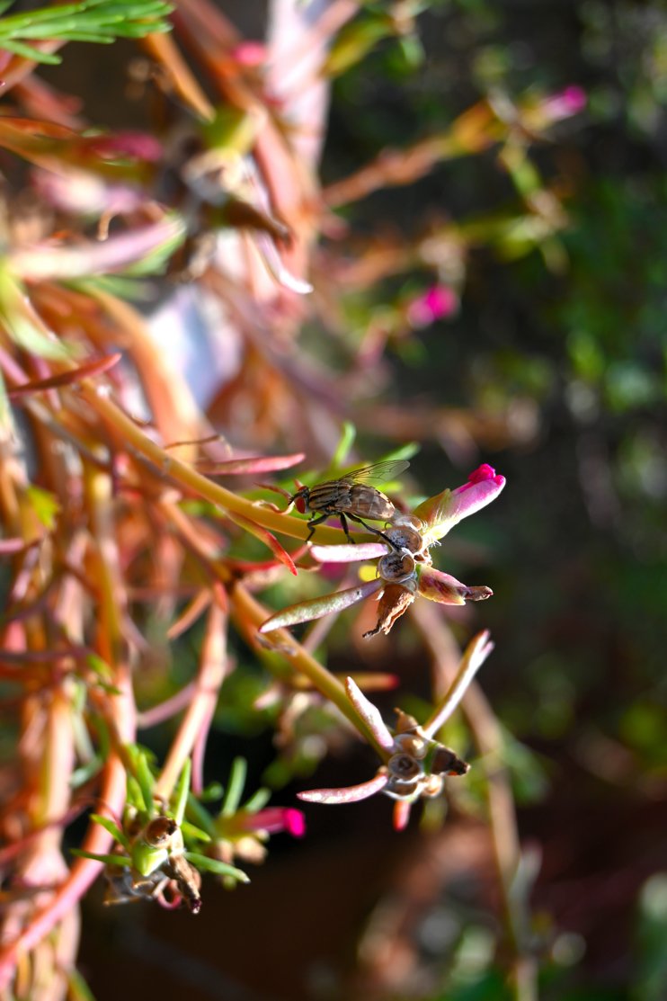 Macro shot of a bee