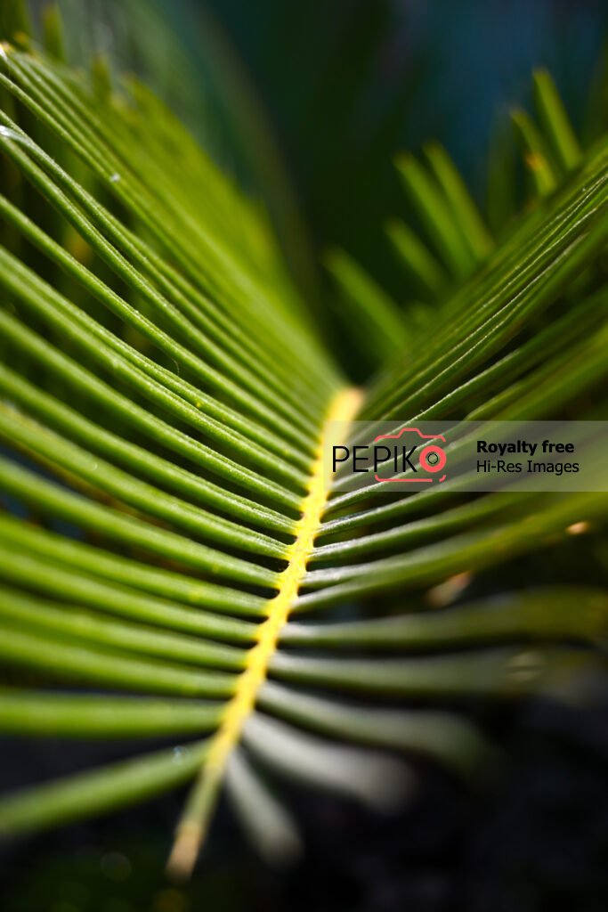 Close up of palm tree in day light