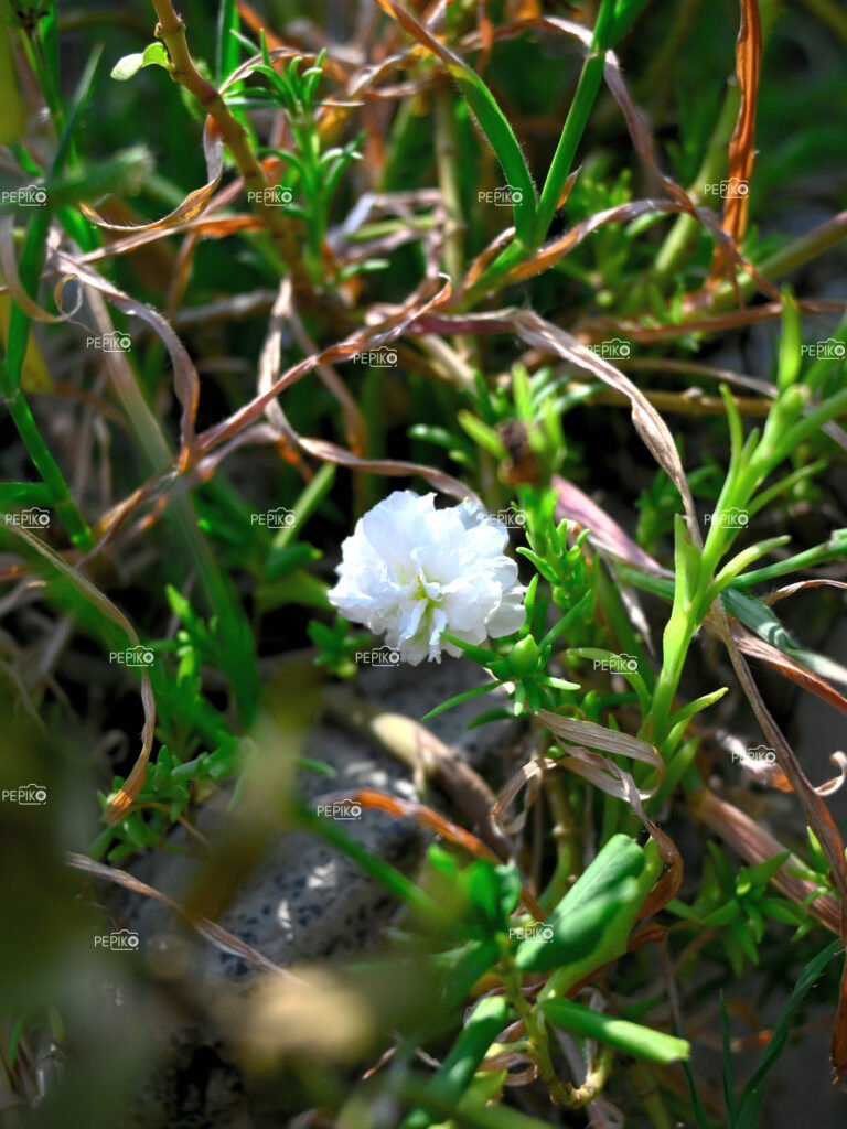 Macro shot of little white flower