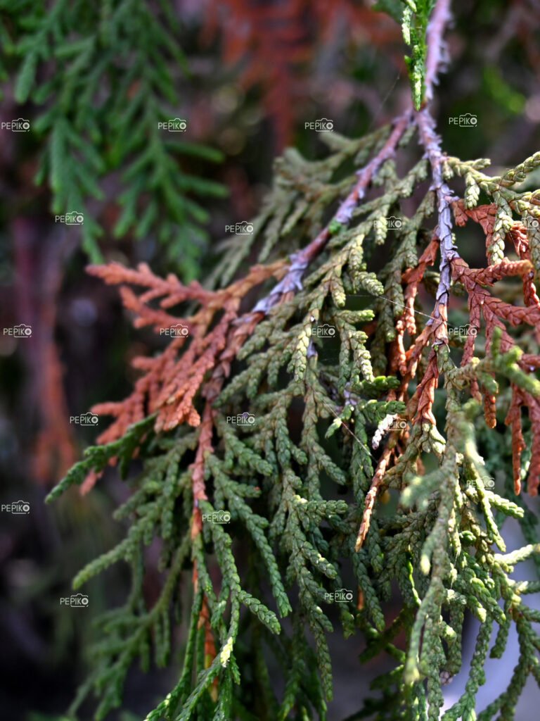 Closeup of green bush in backyard