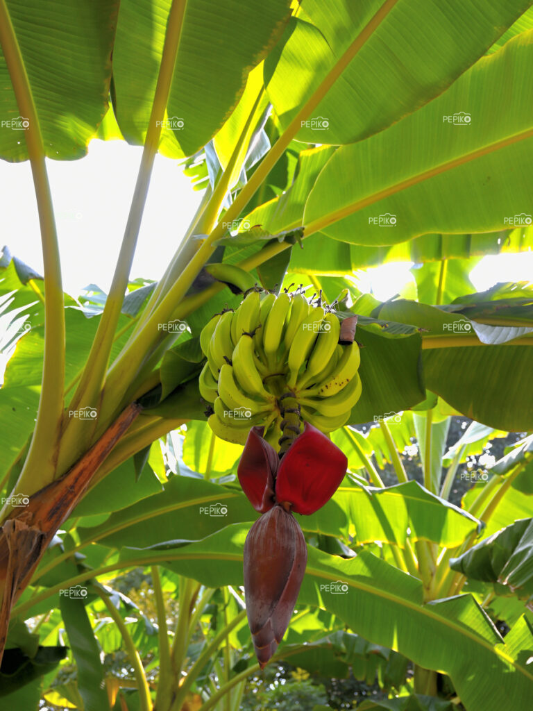
									Picture of Raw bananas hanging on tree