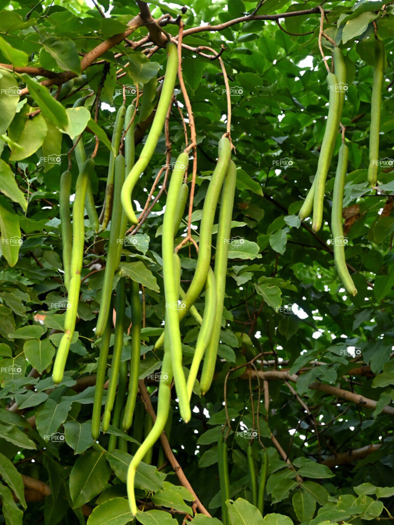 
									Green beans grown on trees in public park