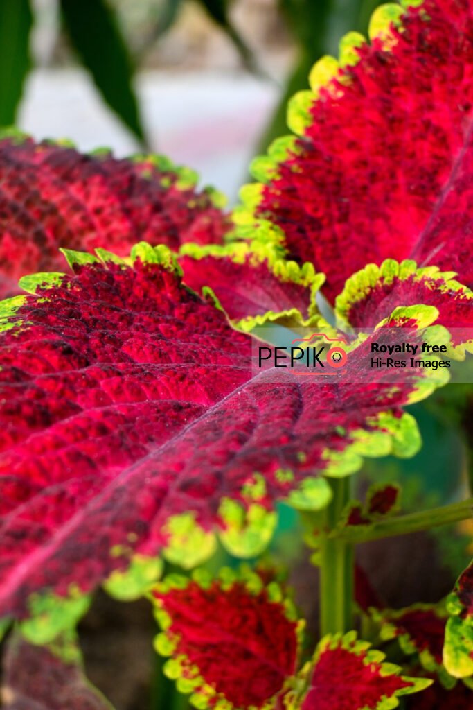 Macro of large red leave / leaf