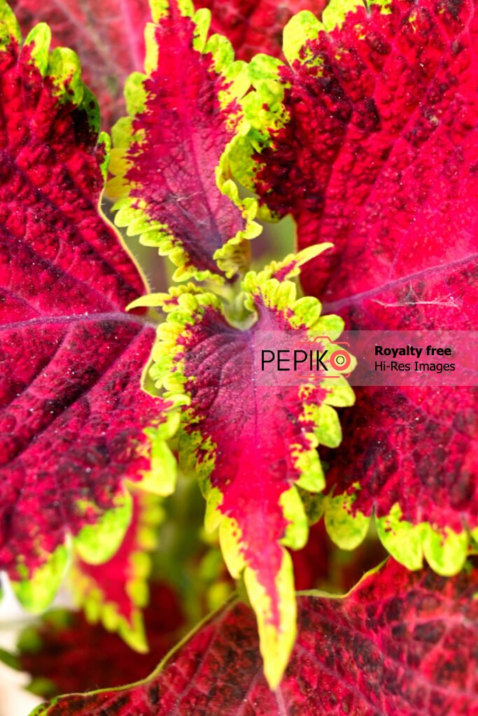 Closeup of vibrant red colour big leave / leaf