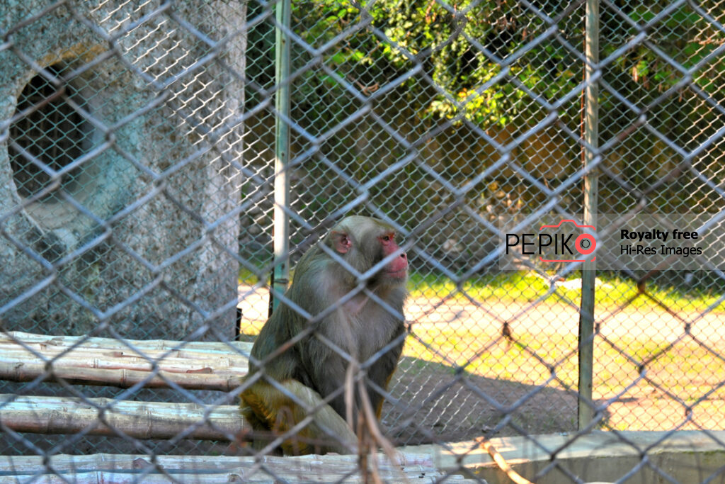 Picture of calm mature / old monkey in zoo at Chandigarh Punjab