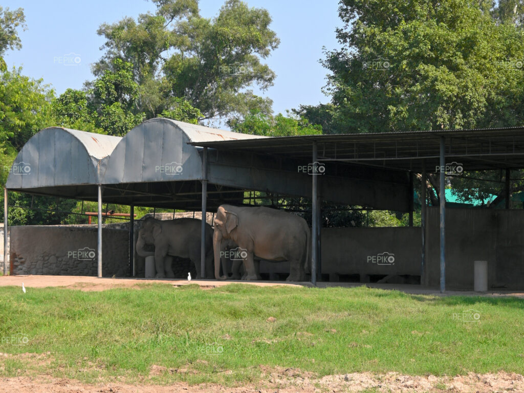 Picture of elephants standing calm in zoo at Chandigarh Punjab