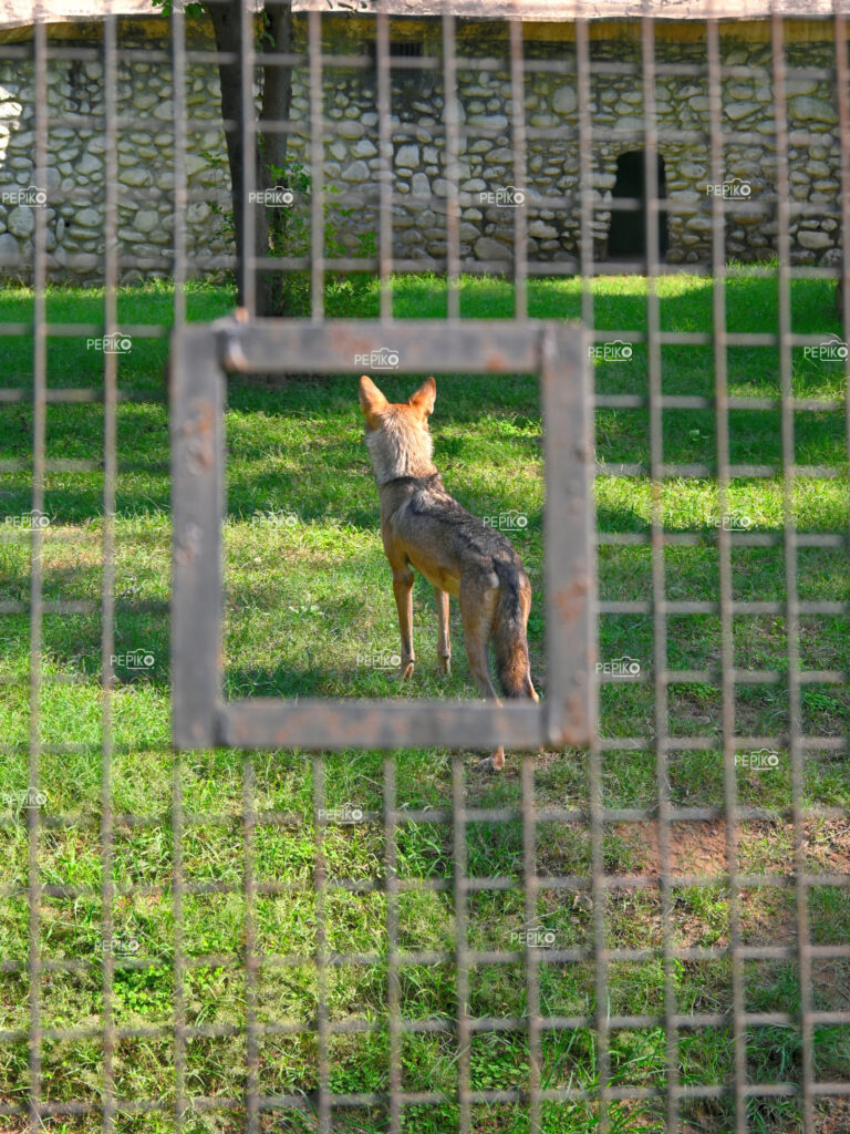 
									Picture of alert clever fox standing in zoo at Chandigarh Punjab