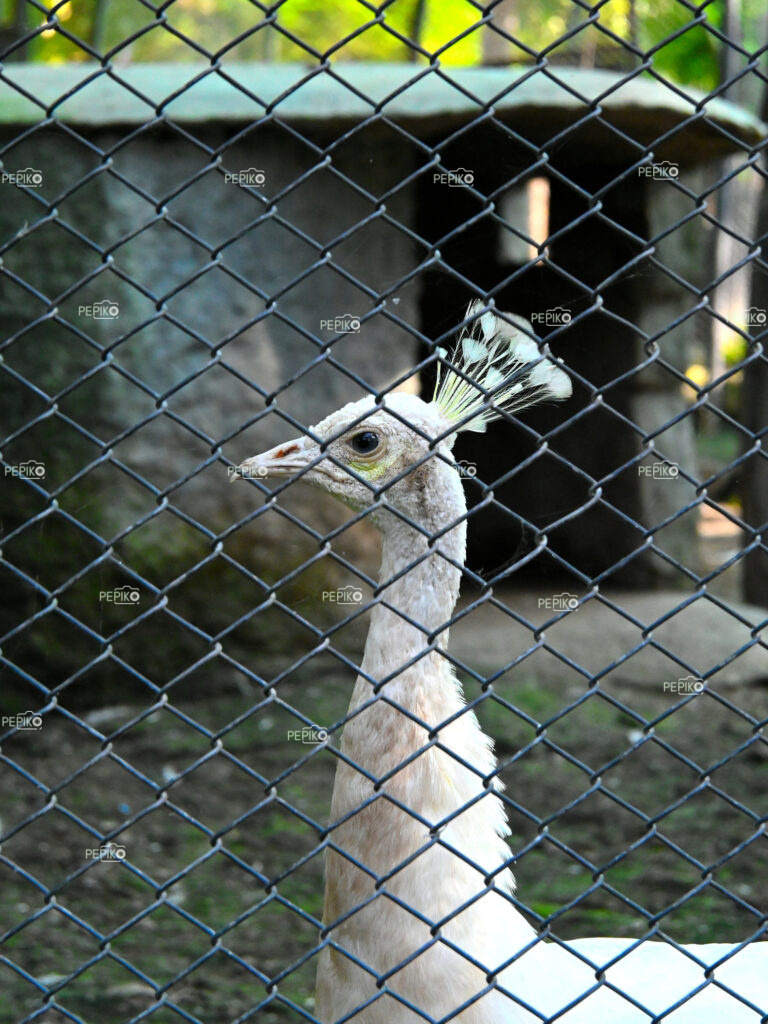 
									Close up of white peacock in zoo at Chandigarh Punjab