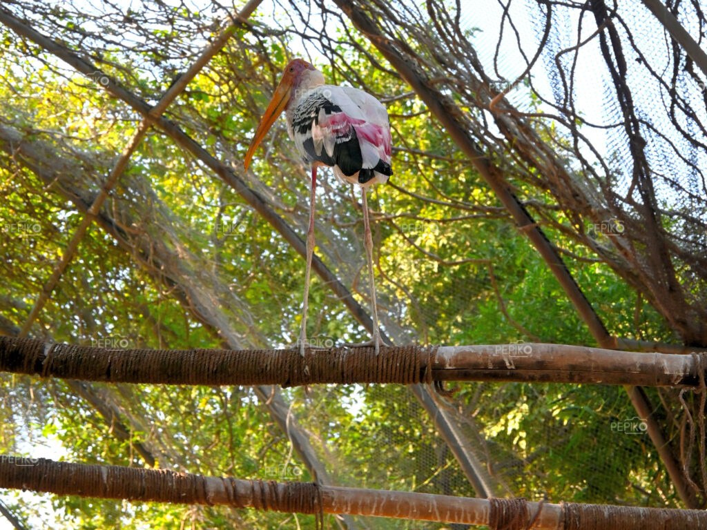 Beautiful image of painted stork / big bird in zoo at Chandigarh Punjab