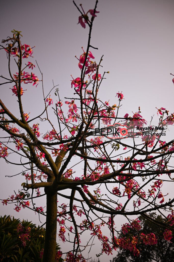 Beautiful picture of pink flowers in autumn